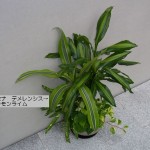 デレメンシス レモンライム